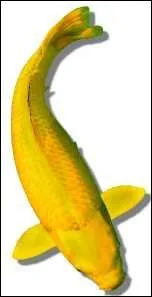 Quel nom porte cette varit ?