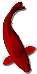 Quel nom porte cette varit ?