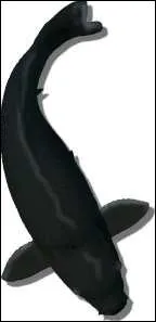 Quel nom porte cette varit ?