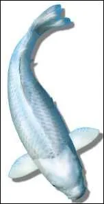 Quel nom porte cette varit ?