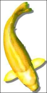 Quel nom porte cette varit ?