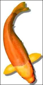 Quel nom porte cette varit ?