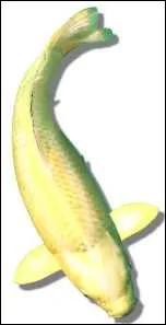 Quel nom porte cette varit ?