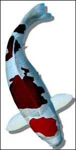 Quel nom porte cette varit ?