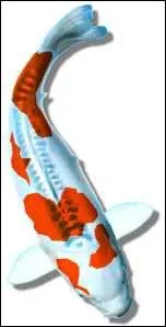 Quel nom porte cette varit ?