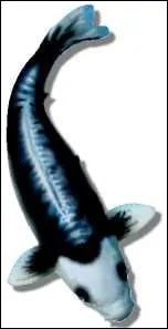 Quel nom porte cette varit ?