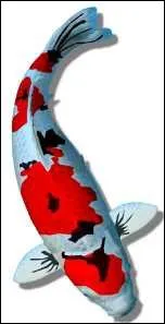 Quel nom porte cette varit ?