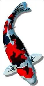 Quel nom porte cette varit ?