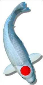 Quel nom porte cette varit ?