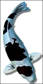 Quel nom porte cette varit ?