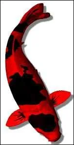 Quel nom porte cette varit ?