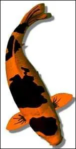 Quel nom porte cette varit ?