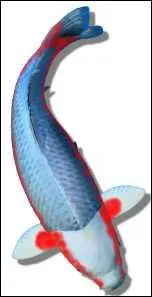 Quel nom porte cette varit ?