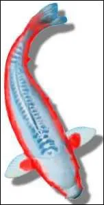 Quel nom porte cette varit ?