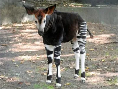 Un trange animal, dcouvert au XXme sicle !