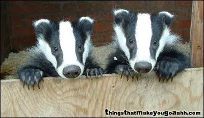 Pas rasoirs mais poilus !