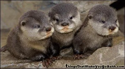 Encore un peu tt pour manger du poisson, disent ...