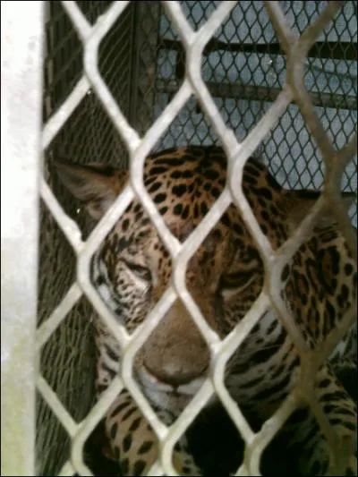 Il est le seigneur d'une jungle frquente par des descendants d'ibres !