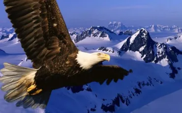 Quiz Rapaces