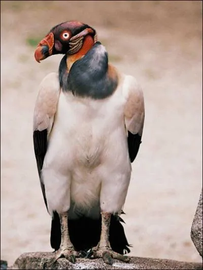 Comment s'appelle ce rapace ?