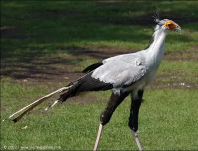 Comment s'appelle ce rapace ?