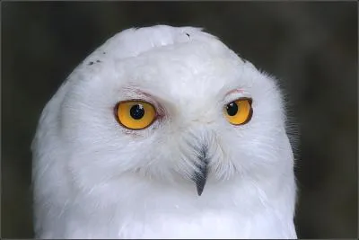 Comment s'appelle ce rapace ?