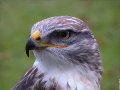 Comment s'appelle ce rapace ?