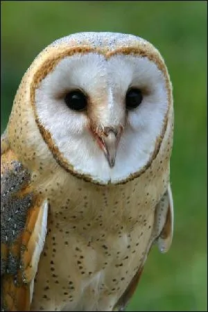 Comment se nomme cet oiseau ?