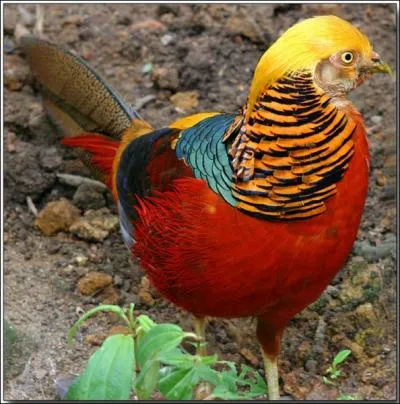 Comment se nomme cet oiseau ?