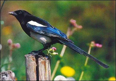 Comment se nomme cet oiseau ?