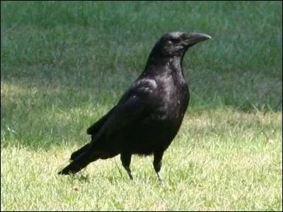 Comment se nomme cet oiseau ?