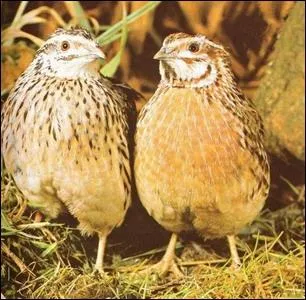 Comment se nomme cet oiseau ?