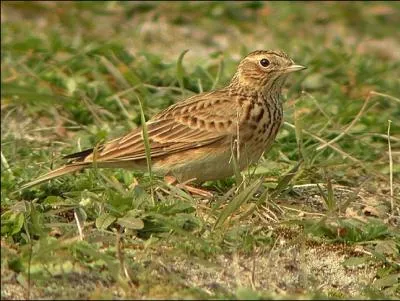 Comment se nomme cet oiseau ?
