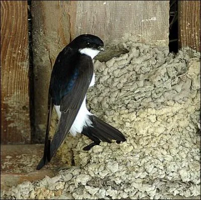 Comment se nomme cet oiseau ?