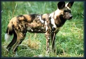 Comment s'appelle cet animal ?