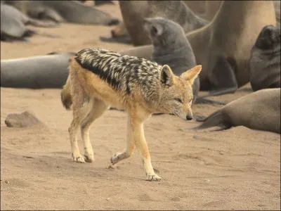 Comment s'appelle cet animal ?