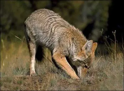 Comment s'appelle cet animal ?