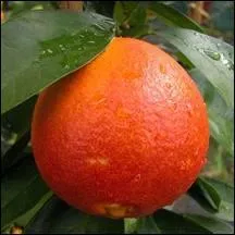 De quel arbre provient l'orange sanguine ?