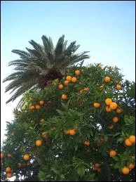 D'o l'orange est-elle originaire ?