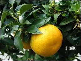 De quel arbre provient l'orange amre ?