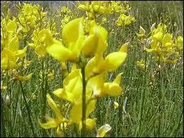 Quelle est cette fleur ?