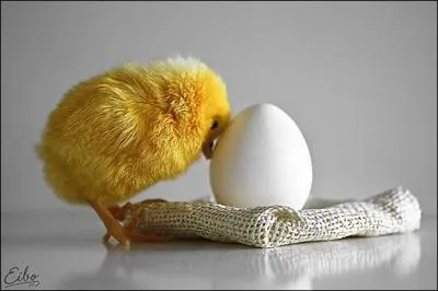 Qu'est-ce qu'il y a dans l'oeuf ?