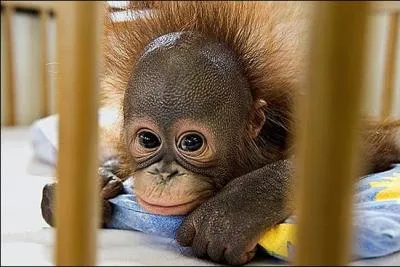 Lui, c'est un bb ...