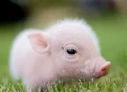 Quiz Tout sur les animaux !
