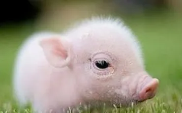 Quiz Animaux