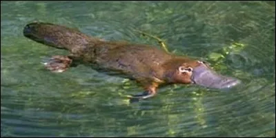 L'ornithorynque pond des oeufs.