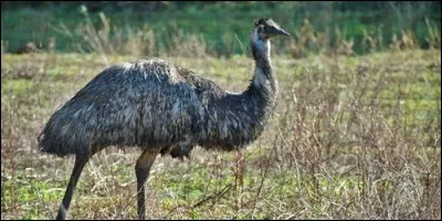 Comment distingue-t-on les jeunes émeus dissimulés dans les fourrés ?