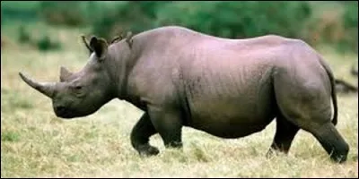 Chez les rhinocéros, qu'est-ce qui repoussent ?