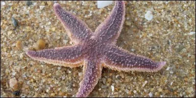 De quoi se nourrit une étoile de mer ?