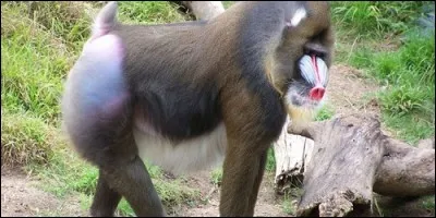 Comment appelle-t-on le cri des mandrills est très perçant ?